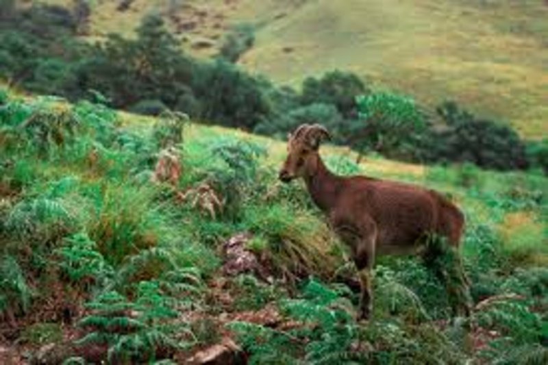 Exclusive Kodaikanal Munnar Travel Deals Madurai by Nt Holidays